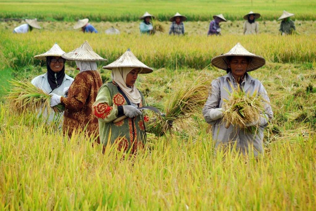 Intervensi Harga Rugikan Petani