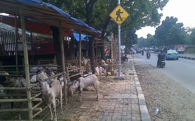 Berjualan Hewan Kurban di Trotoar Akan Dirazia