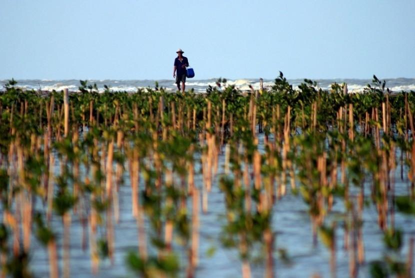 Tangerang Survei Lahan di Pesisir untuk Tanam Mangrove
