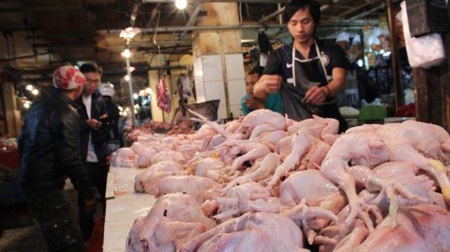 Harga Daging Ayam Bakal Naik