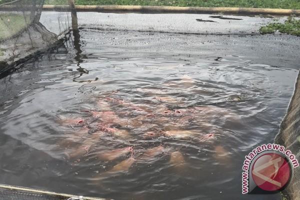 Musi Banyuasin Gandeng Swasta Penuhi Kebutuhan Bibit Ikan Unggul