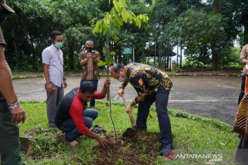 Babel Gandeng LIPI Kembangkan Gaharu