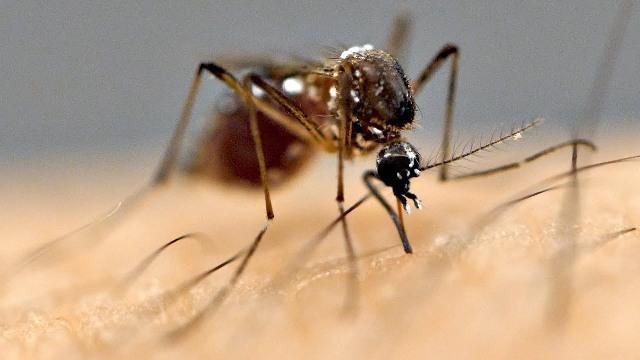 Peneliti Kembangkan Obat Baru Antimalaria