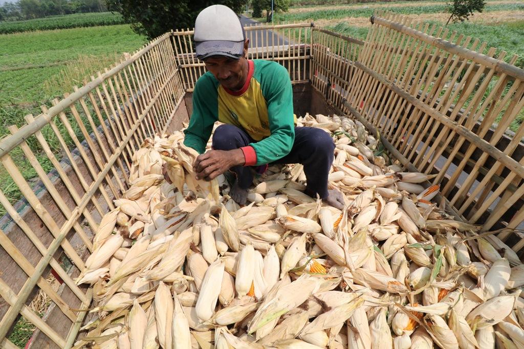 Program Peningkatan Produksi Jagung Harus Direvisi