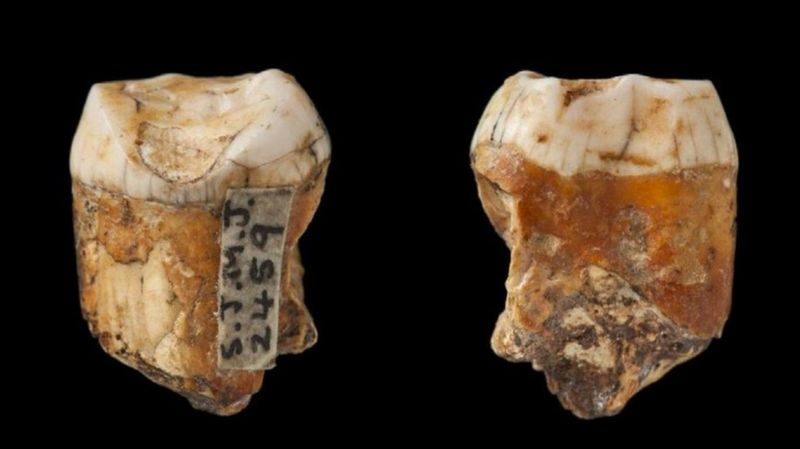 Temuan Gigi Berusia 48.000 Tahun Ungkap Kawin Silang Manusia Purba Neanderthal dan Homo Sapien