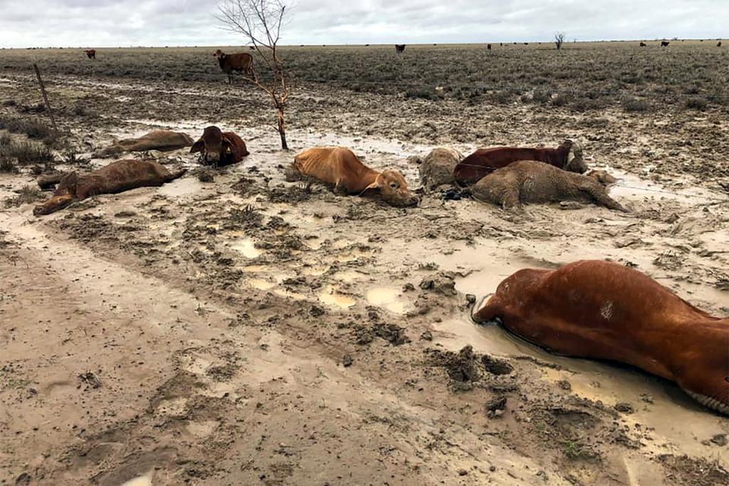 Ratusan Ribu Ternak Mati Akibat Banjir di Australia