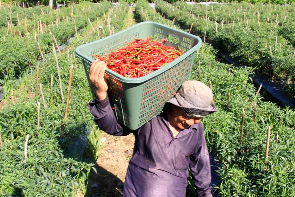 PPI Belum Serap Cabai Petani