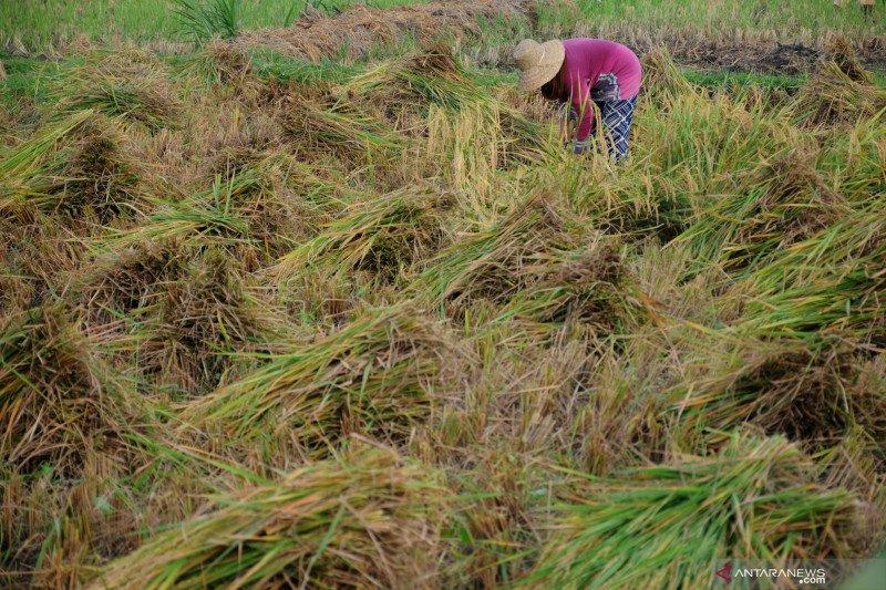 Kegiatan Produksi Hingga Panen Perlu Didampingi