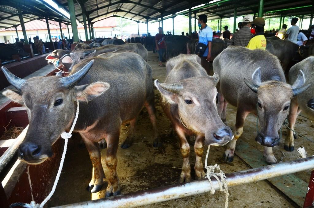 Penjualan Kurban Turun