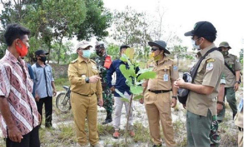 Babel Jadikan Bekas Tambang Sebagai Pengembangan Jambu Mete