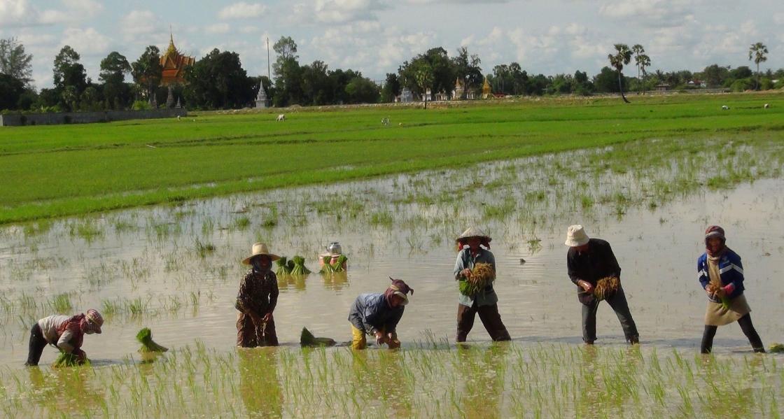 Temuan Gen untuk Produksi Padi di Lahan Asin