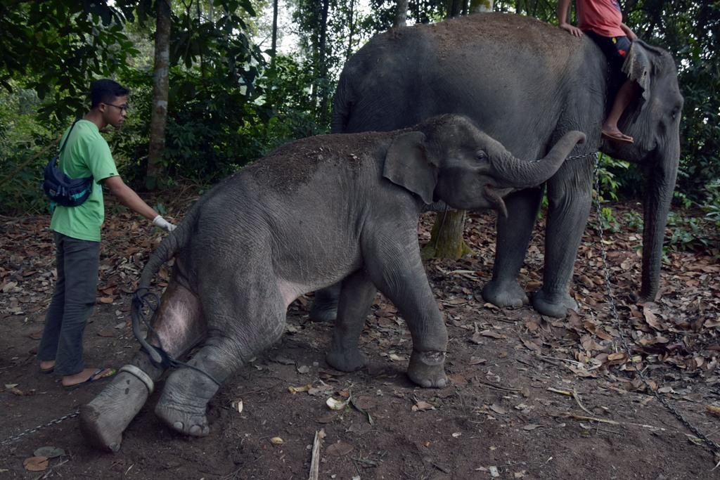 Merawat Anak Gajah