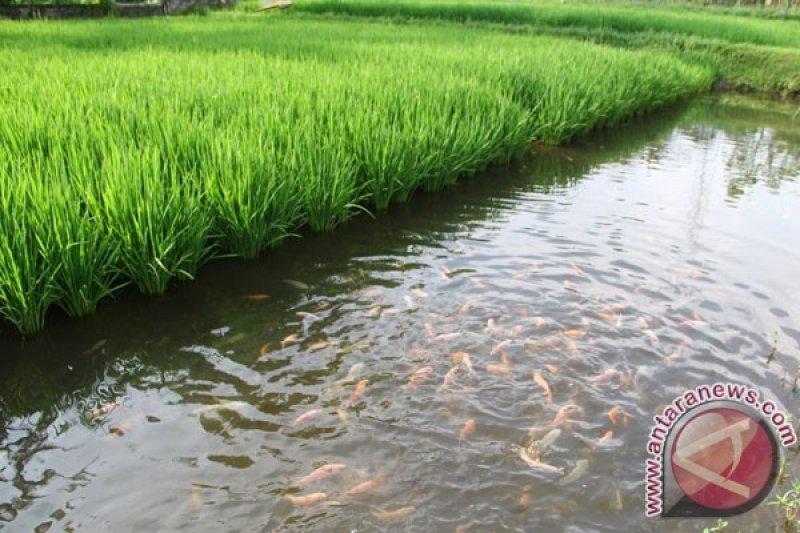 Bupati Banjarnegara Dorong Petani Kembangkan Mina Padi