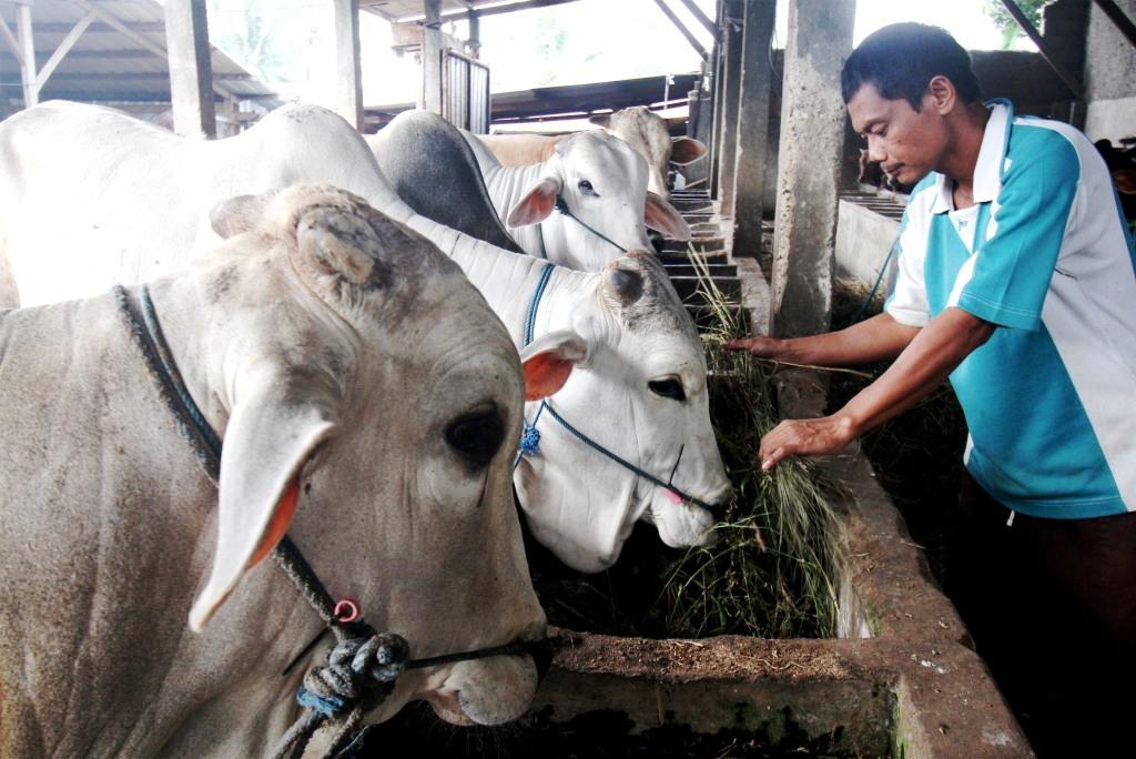 Kebutuhan Daging Sapi