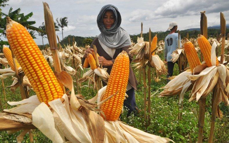 Tingkatkan Nilai Jual Buah Lokal