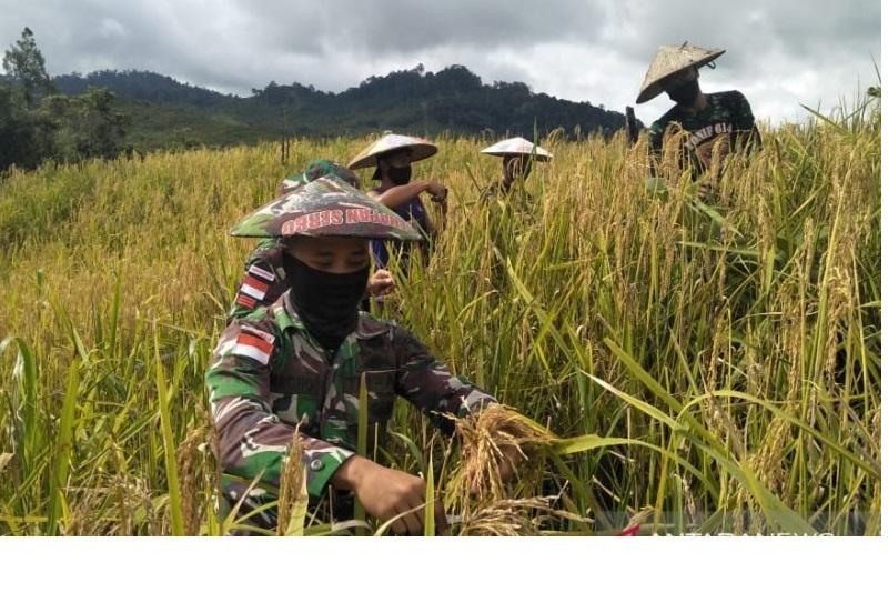 Pasukan Penjaga Perbatasan Bantu Petani Memanen Padi