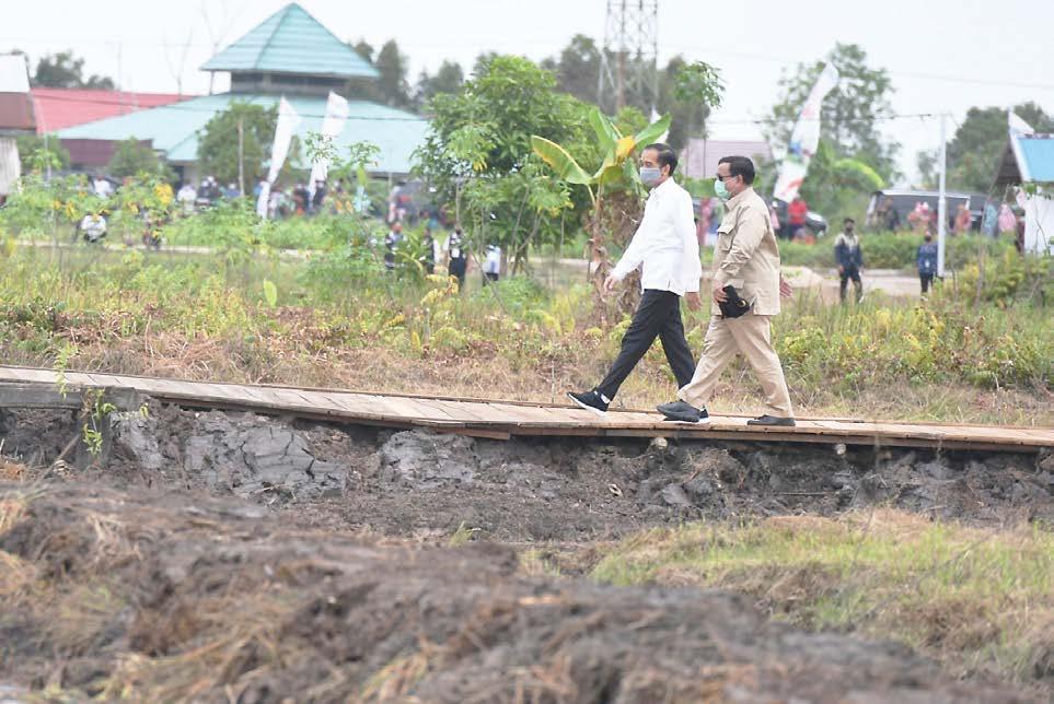 Presiden: 30 Ribu Hektare Sawah Siap Tahun Ini