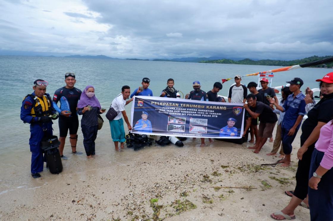 Ribuan Karang Hias Hasil Sitaan Ditanam Kembali di Perairan Lombok