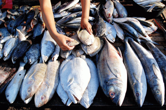 Ikan Berformalin Dijual Bebas di Pasar Tradisional