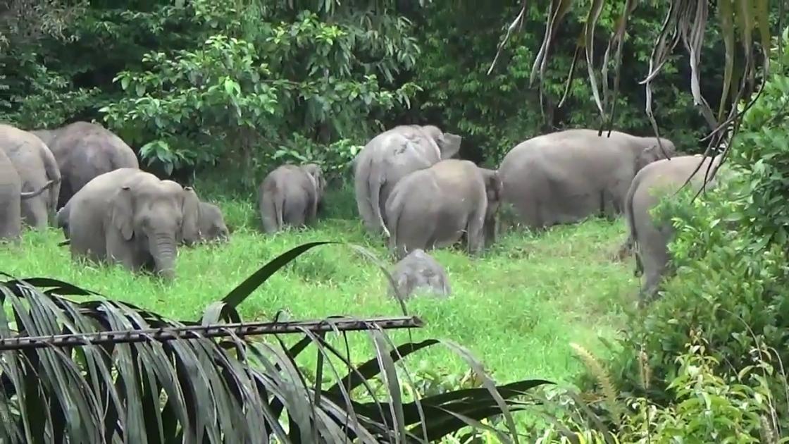 14 Gajah Liar Masuk Permukiman di Bengkalis