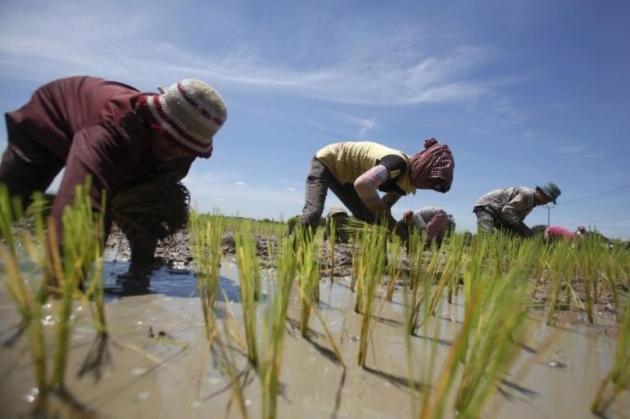 Subsidi Benih Dukung Produktivitas Pertanian