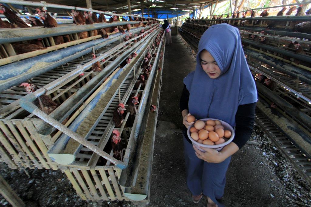 Produksi Telur Turun