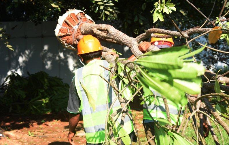 382 Pohon Besar di Taman BMW Dipindah untuk JIS