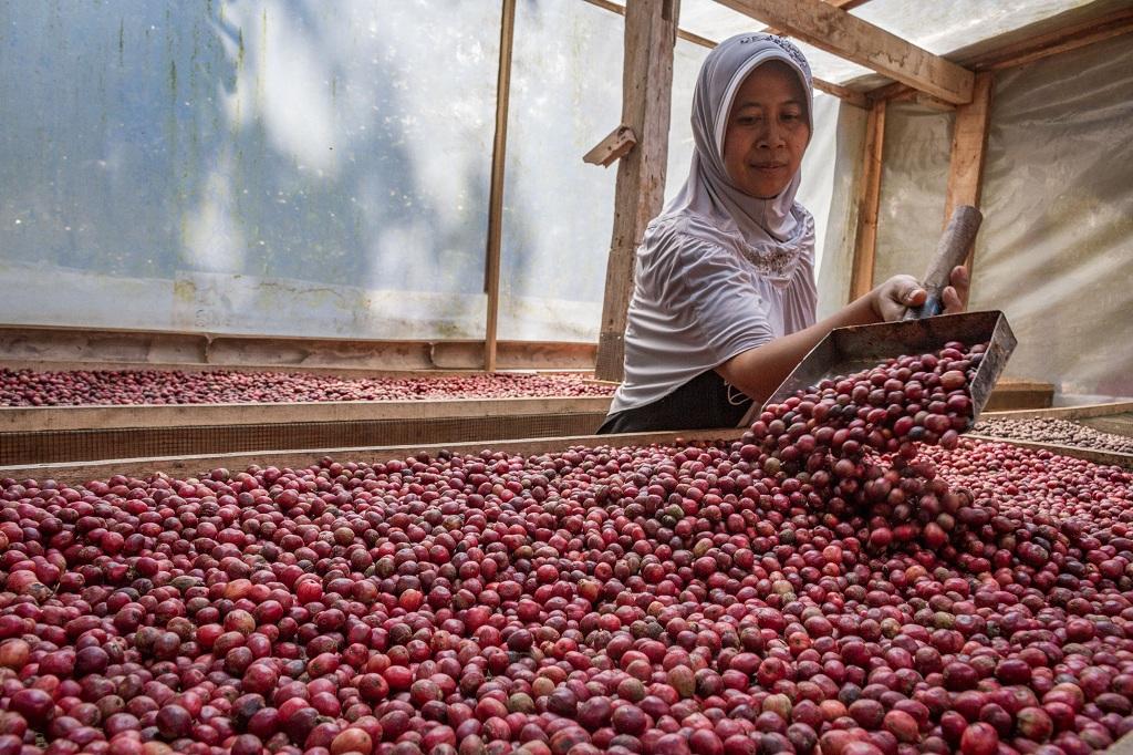 Panen Kopi Organik