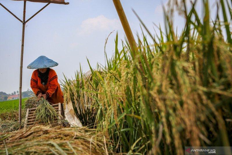 Kementan Tekan Kerugian Pascapanen