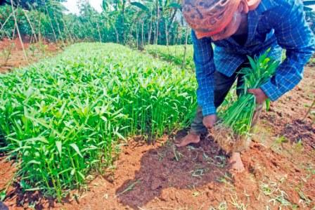 Panen Kangkung