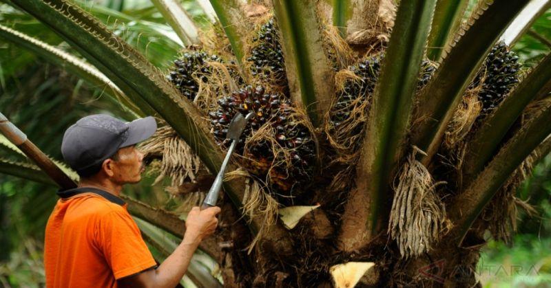 Kelapa dan Sawit Perlu Dikembangkan Bersama