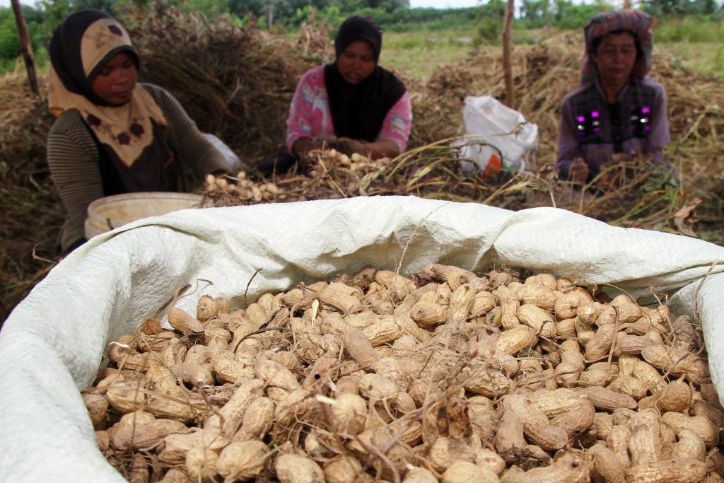 Panen Kacang