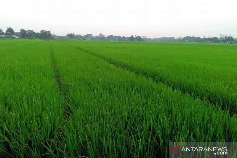 2020, Pertani Pasok Benih untuk 1 Juta Hektare Sawah