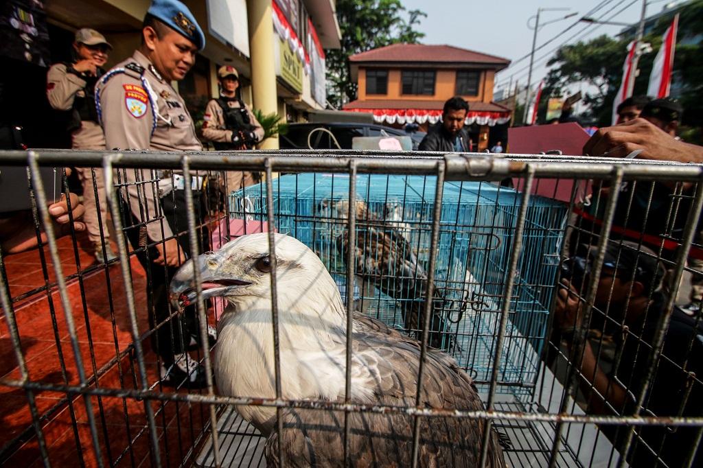 Sindikat Penjual Satwa Liar Melalui Medsos Diringkus