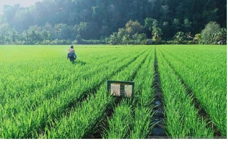 543 Hektare Sawah di Kendari Memasuki Panen Raya