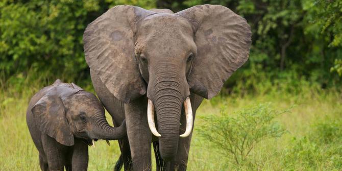 Proyek PLTA Tampur Ancam Gajah Sumatera