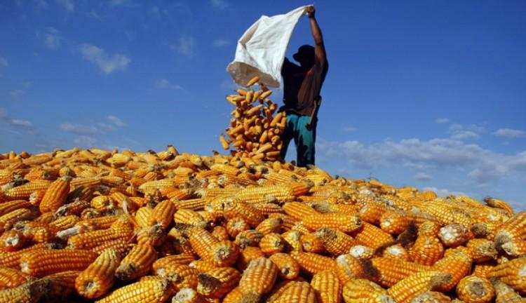 Lagi, Keran Impor Jagung Dibuka