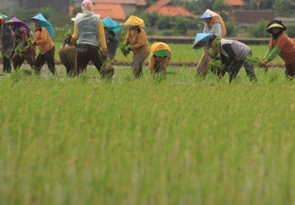 Jaga Asa Sektor Pertanian