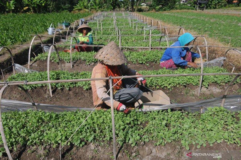 Petani Tembakau Inginkan Perniagaan Adil