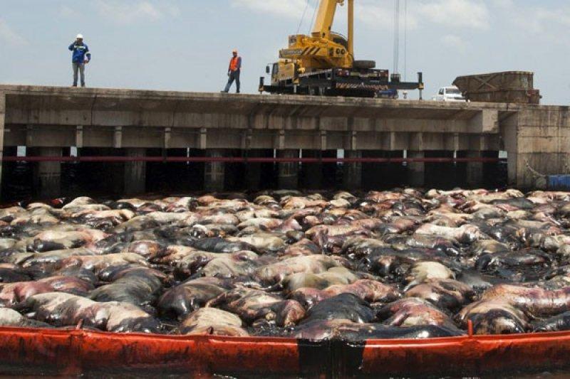 Kapal Ternak Terbalik akibat Badai di Perairan Jepang, 42 Kru Hilang