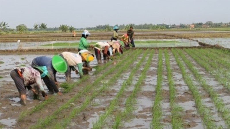 Petani Diimbau Diversifikasi Tanaman