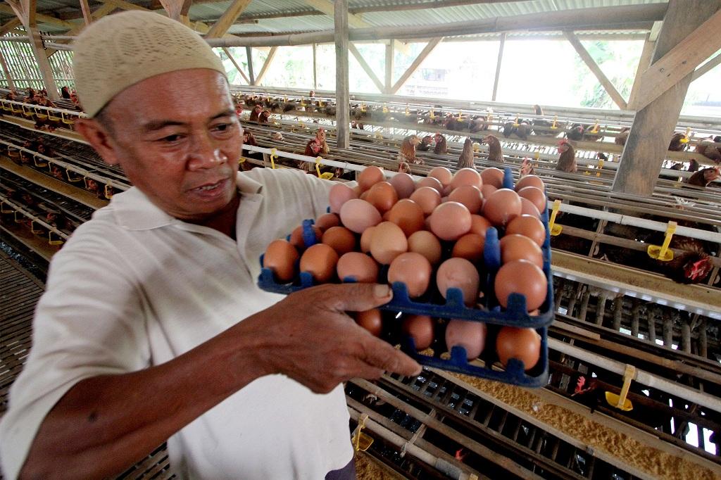 Harga Telur Naik