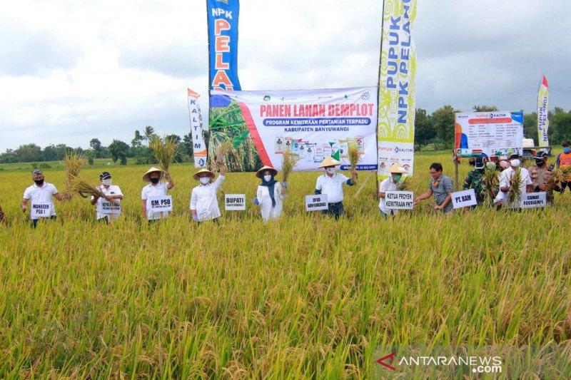 Pupuk Kaltim-KTNA Banyuwangi Panen Demplot Kemitraan Pertanian