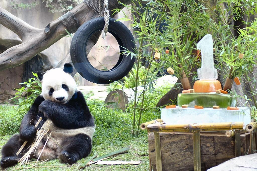 Panda Terfavorit, Cai Tao Akan Dipertahankan