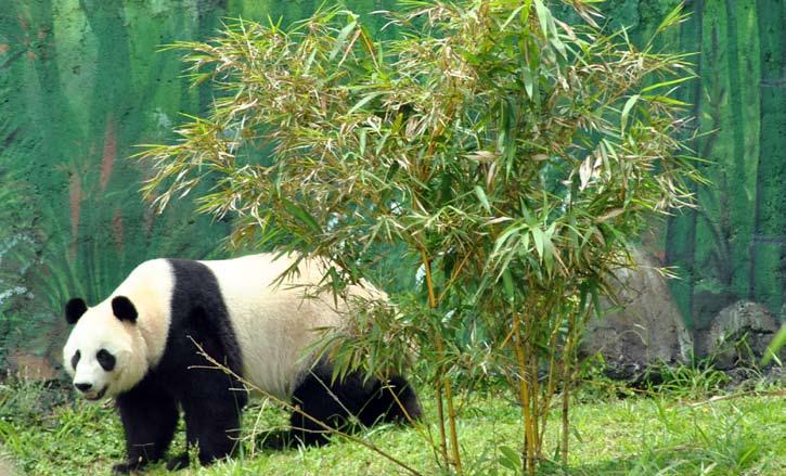 Istana Panda