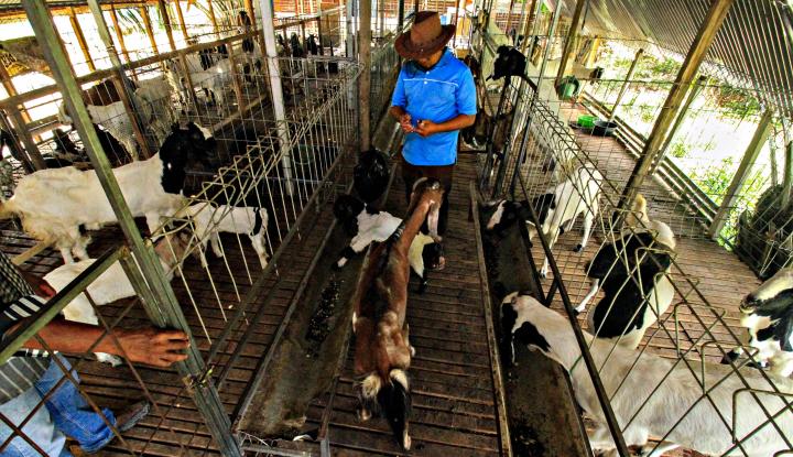 Juleha Siap Edukasi Cara Sembelih Hewan secara Halal