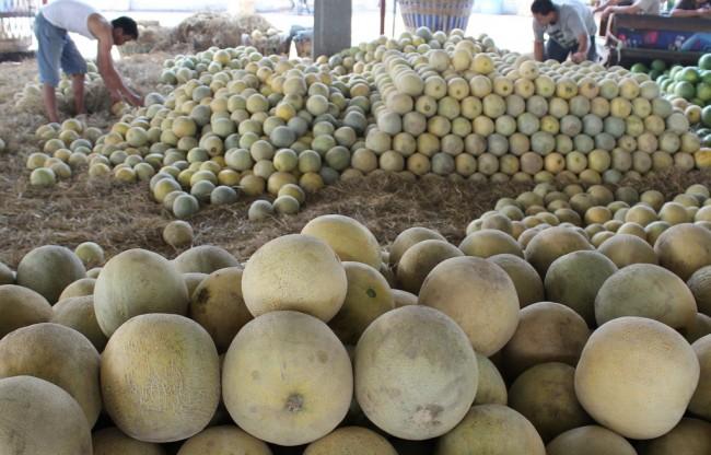 Pemerintah Hentikan Impor Melon dari Australia