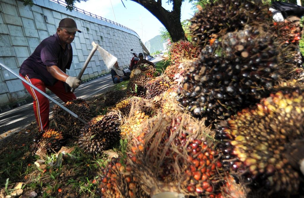 Petani Tolak Pungutan Sawit