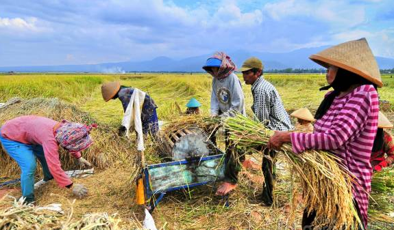 Kesejahteraan Petani Belum Meningkat