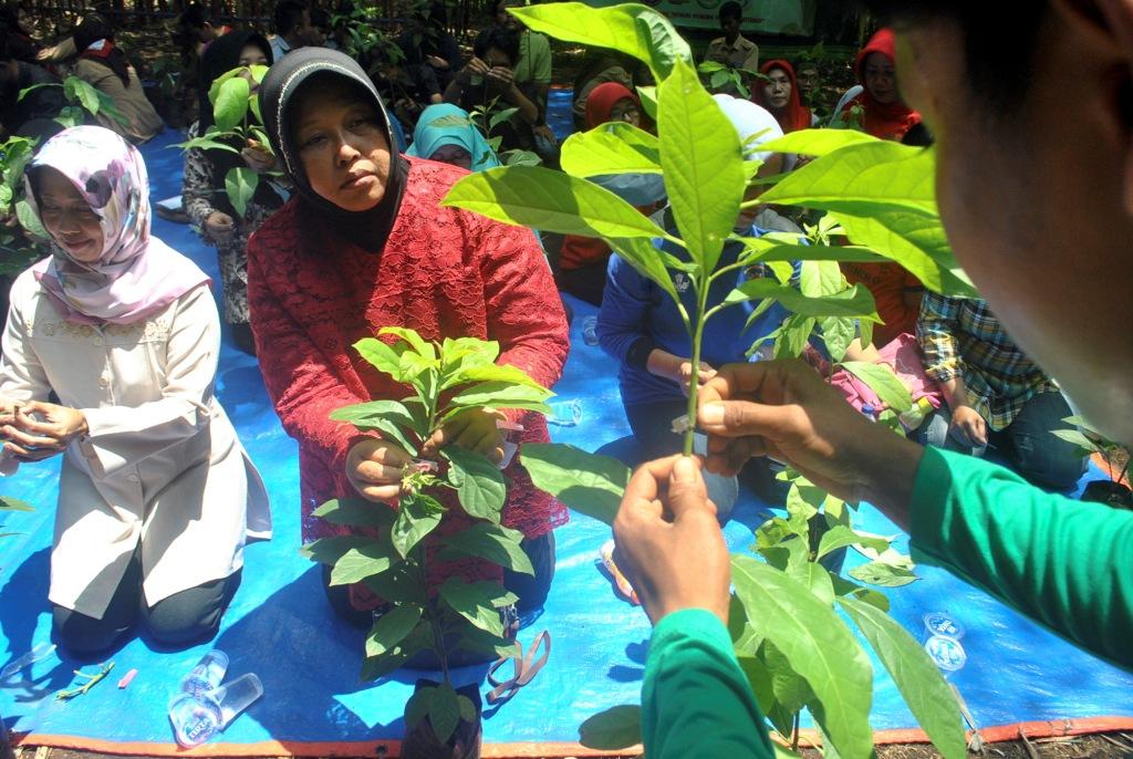 Pengembangbiakkan Tanaman